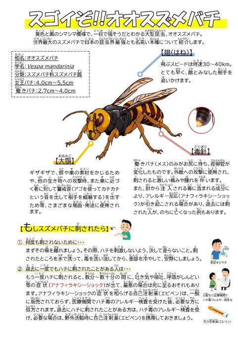 202509oosuzumebachi